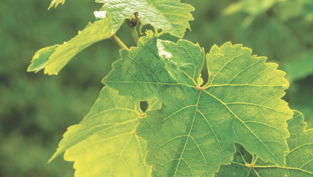 Feuilles de vigne dans un vignoble, illustration de l’univers viticole CAVAVIN
