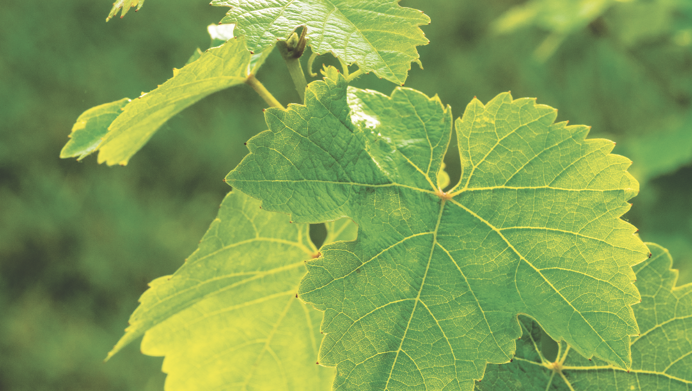 Vous consultez actuellement Être caviste CAVAVIN, c’est aussi soutenir ceux qui font le vin